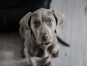 高手揭秘，轻松训练犬只的秘诀所在