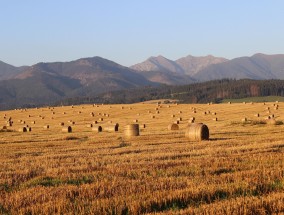 滨州超百亩土地遭破坏事件真相揭晓，呼吁保护土地资源行动迅速启动！